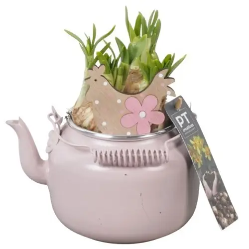Narzis.Arr PTNP4444 Ostern T10 H018