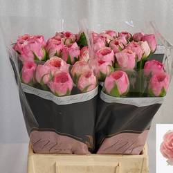 Ranunkel rosa Real Loren 45cm x 20