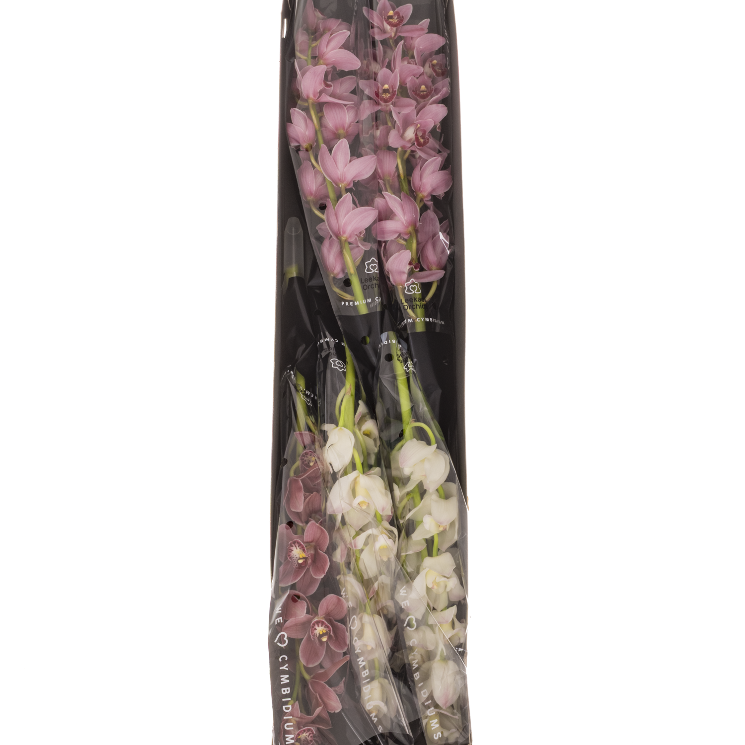 Mini Cymbidium mix Valentin 60cm 12+Blüte