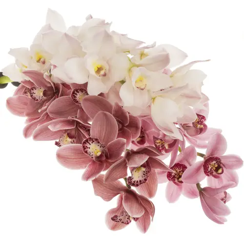 Mini Cymbidium mix Valentin 60cm 12+Blüte