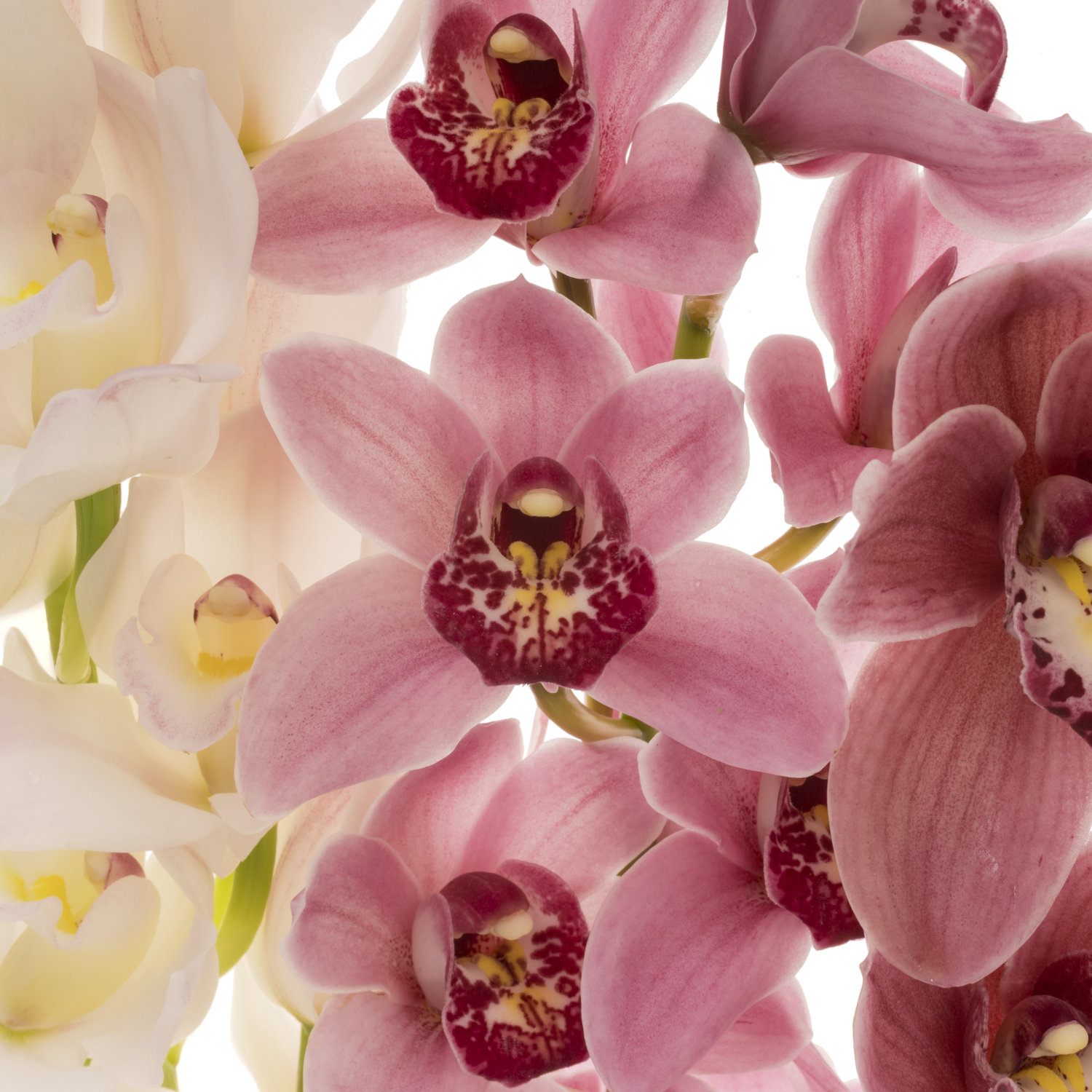 Mini Cymbidium mix Valentin 60cm 12+Blüte