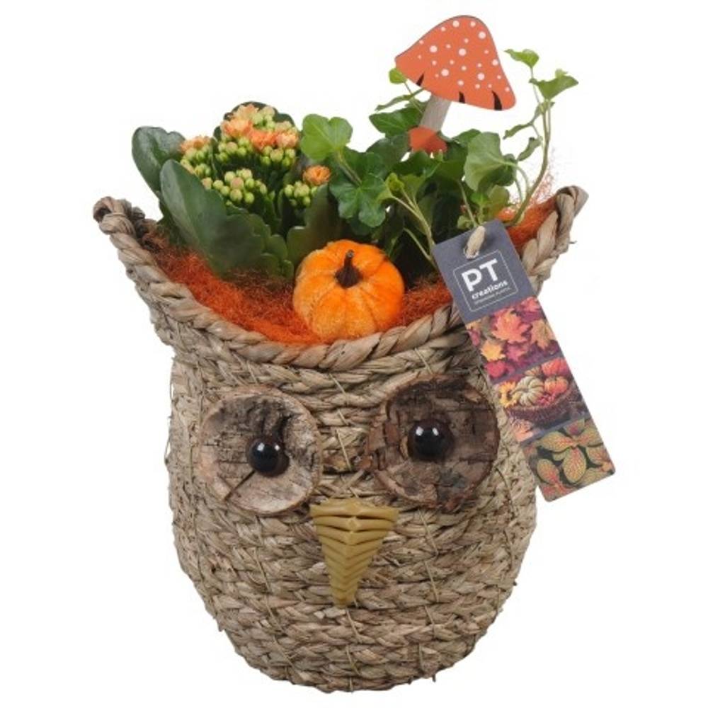 Kal.Arr PTHI5398 Herbst T21 H024