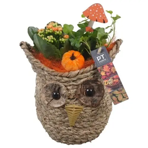 Kal.Arr PTHI5398 Herbst T21 H024