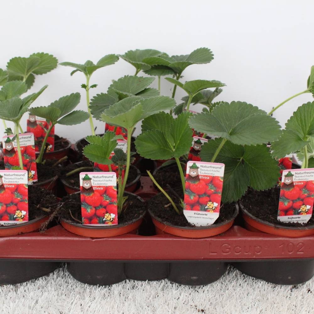 Fragaria Ananassa Elvira T09,5 H015