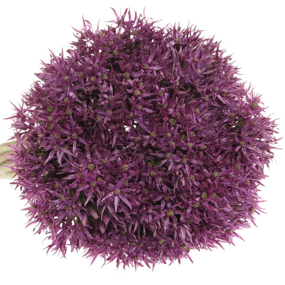 Allium lila Pinbal Wizard 70cm
