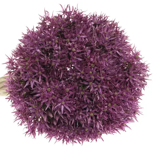 Allium lila Pinbal Wizard 70cm