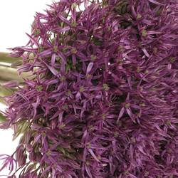 Allium lila Pinbal Wizard 70cm