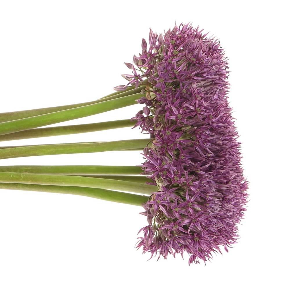 Allium lila Pinbal Wizard 70cm