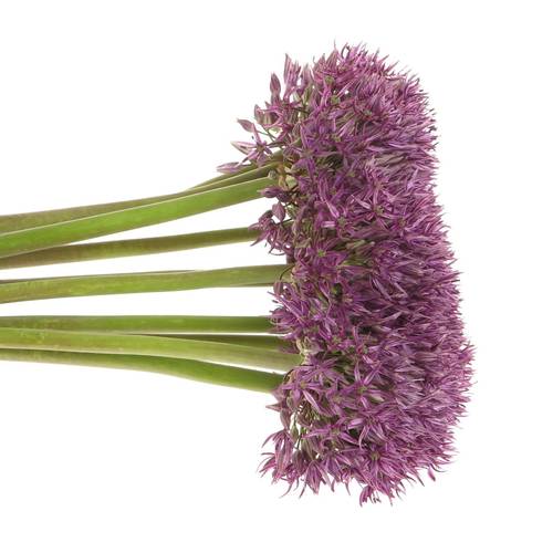 Allium lila Pinbal Wizard 70cm