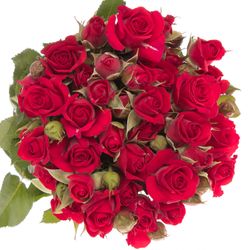 Rose verzweigt rot Mirabel 7+Blüte 70cm