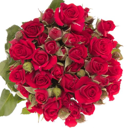 Rose verzweigt rot Mirabel 7+Blüte 70cm