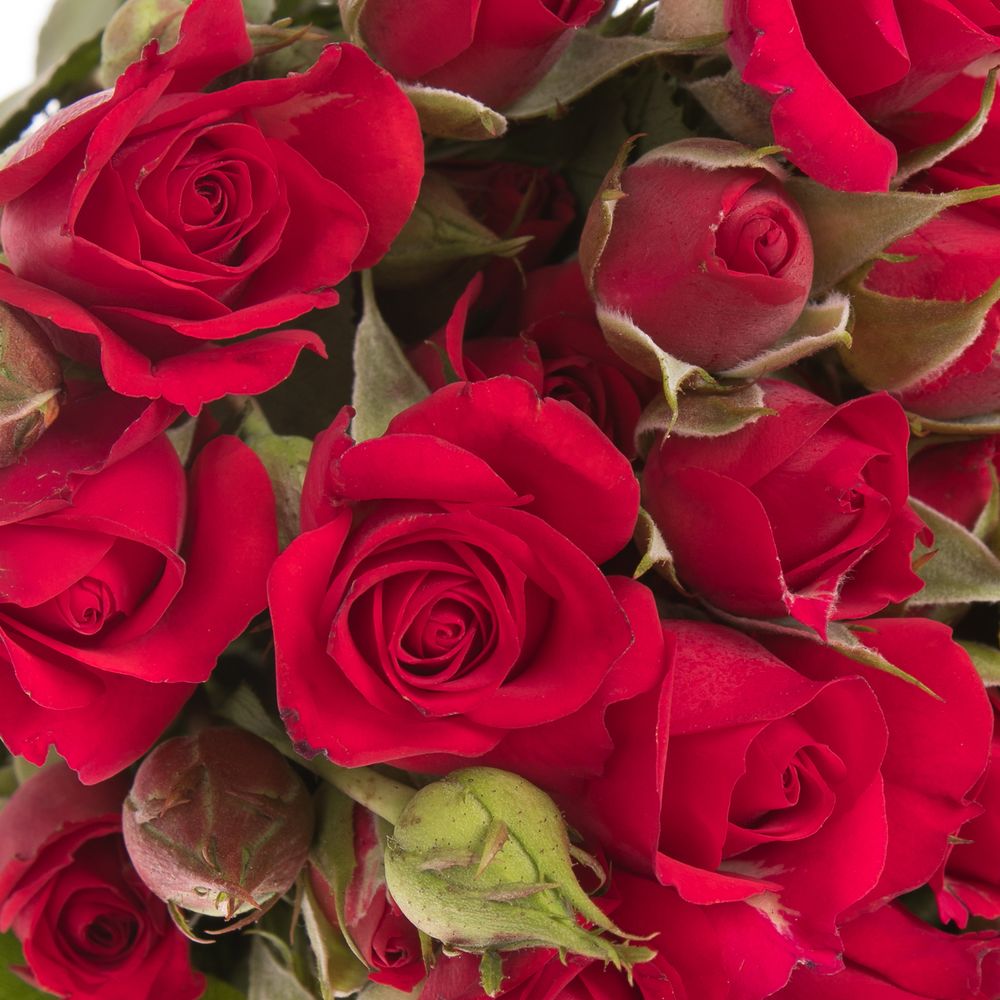 Rose verzweigt rot Mirabel 7+Blüte 70cm