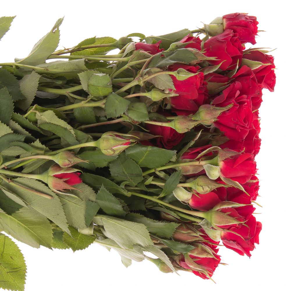 Rose verzweigt rot Mirabel 7+Blüte 70cm