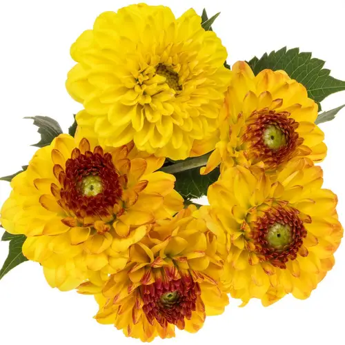 Dahlia gelb/rot Icoon 45cm