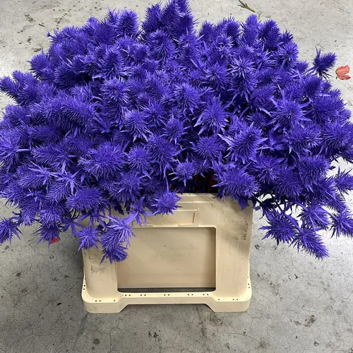 Distel milka Supernova Questar gefärbt 60cm