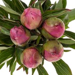 Pfingstrose pink Edulis Superba 55cm