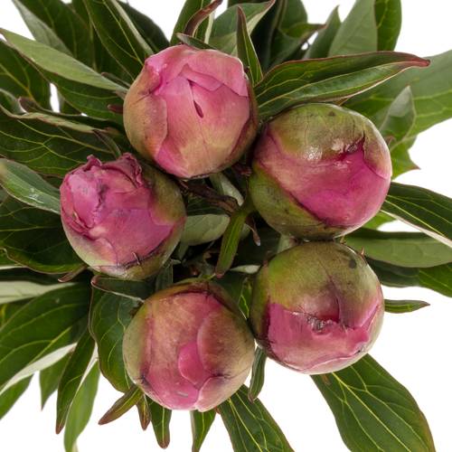 Pfingstrose pink Edulis Superba 55cm