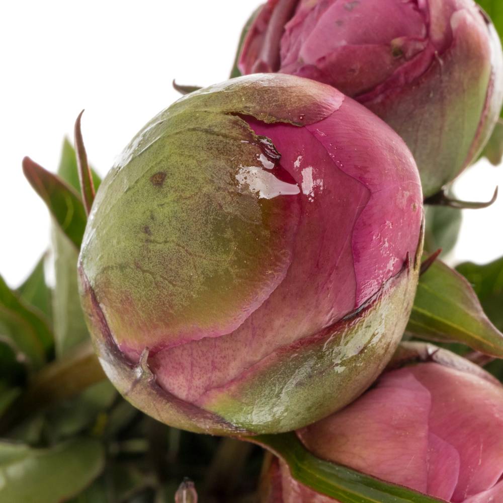 Pfingstrose pink Edulis Superba 55cm