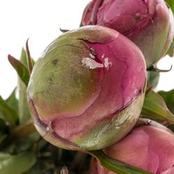 Pfingstrose pink Edulis Superba 55cm