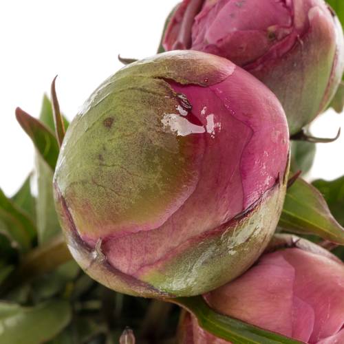 Pfingstrose pink Edulis Superba 55cm