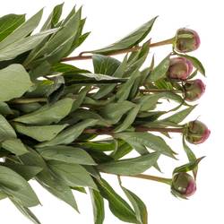 Pfingstrose pink Edulis Superba 55cm