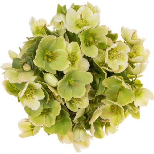 Helleborus hell grün Mollys White 45cm