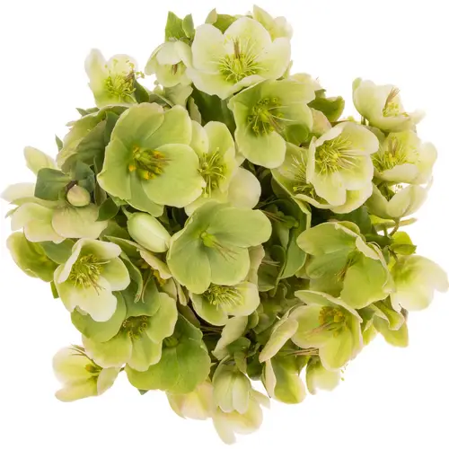Helleborus hell grün Mollys White 45cm
