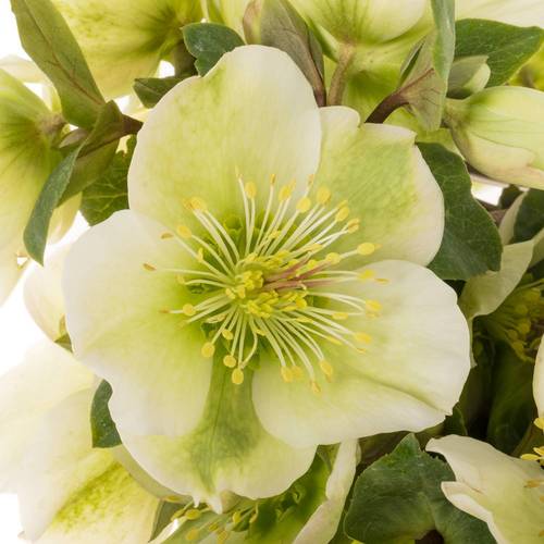 Helleborus hell grün Mollys White 45cm