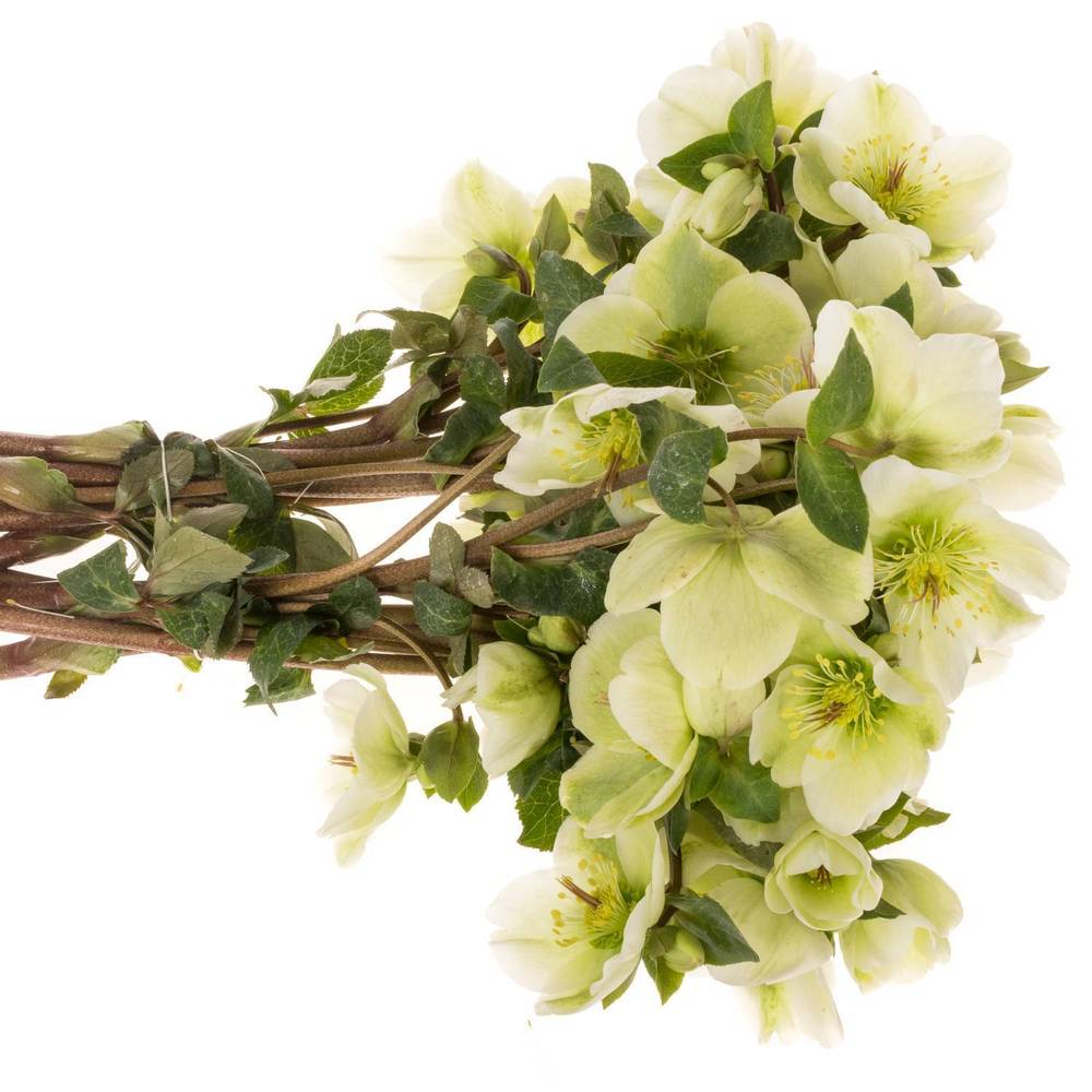 Helleborus hell grün Mollys White 45cm