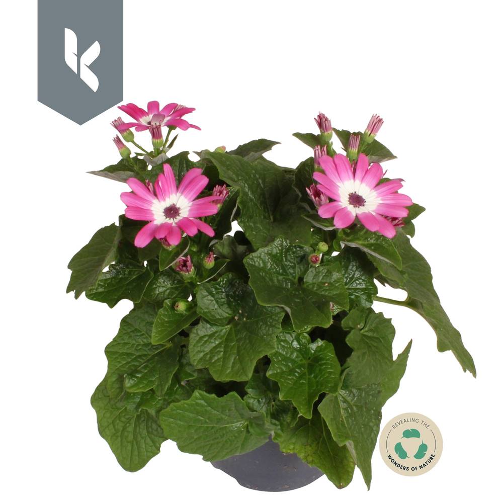 Senetti rosa Bicolor T12 H025