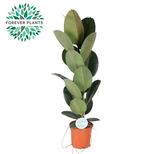 Ficus Robusta T21 H085
