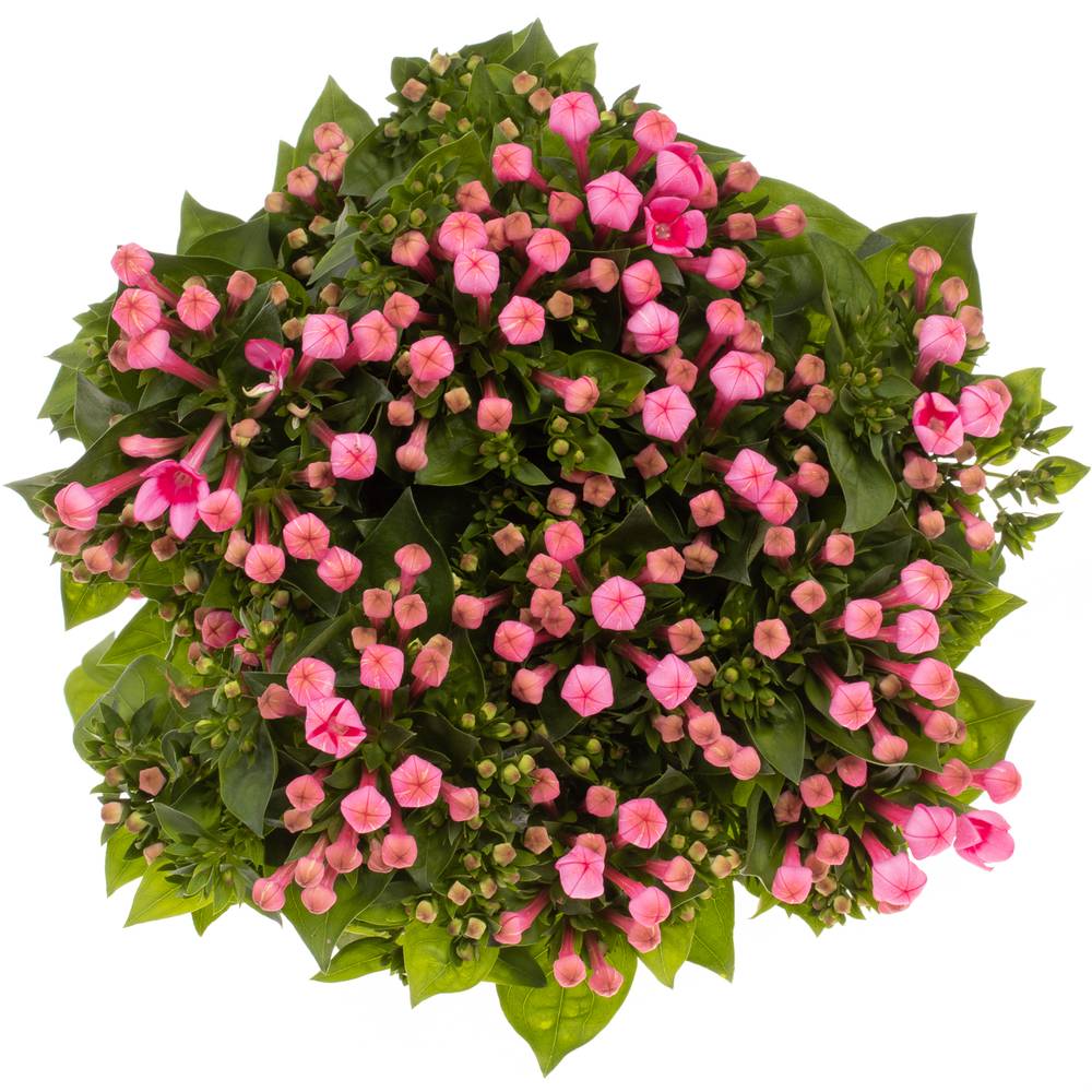 Bouvardie rosa Royal Roza 70cm