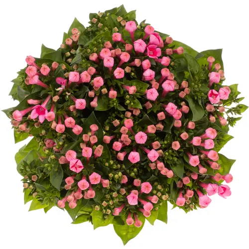 Bouvardie rosa Royal Roza 70cm