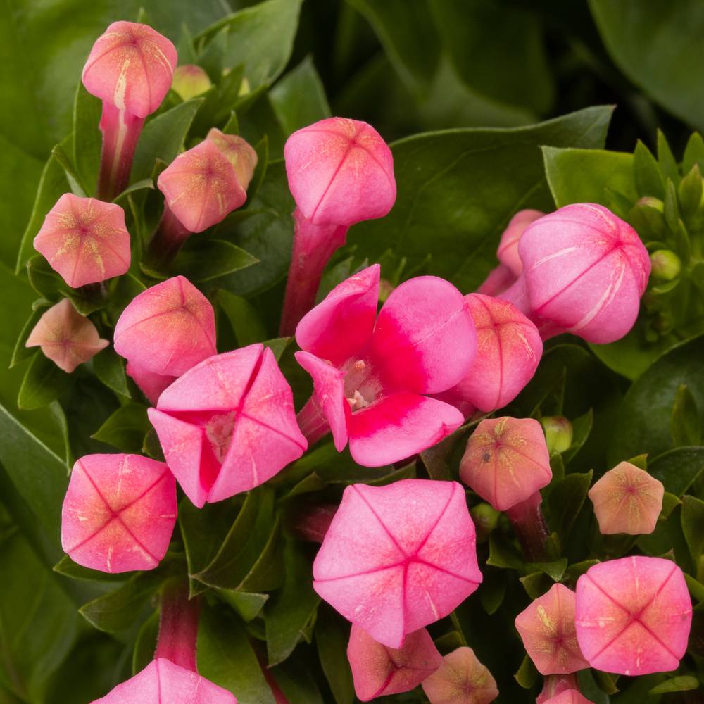 Bouvardie rosa Royal Roza 70cm
