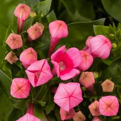 Bouvardie rosa Royal Roza 70cm
