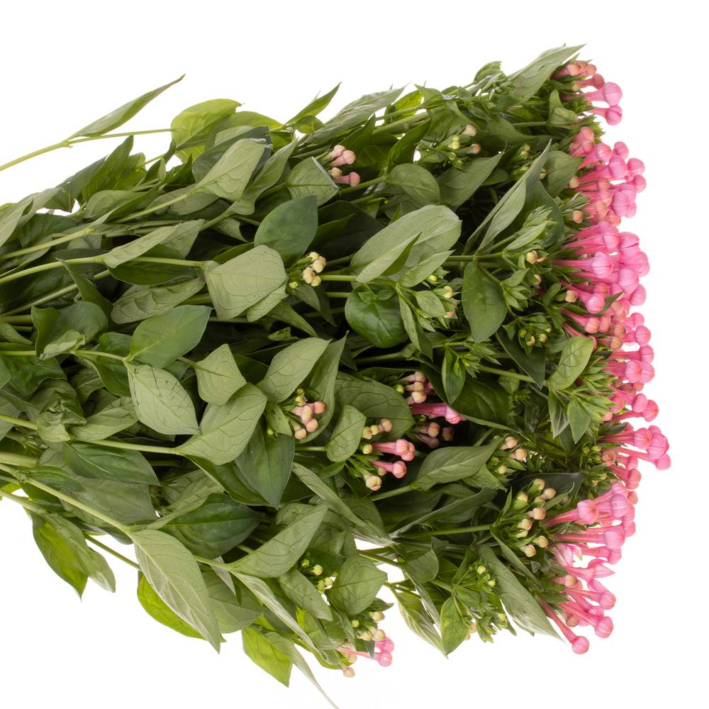 Bouvardie rosa Royal Roza 70cm
