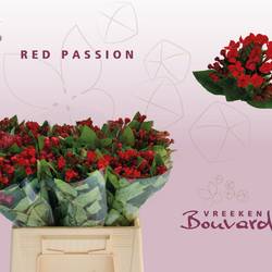Bouvardie rot Red passion 40cm