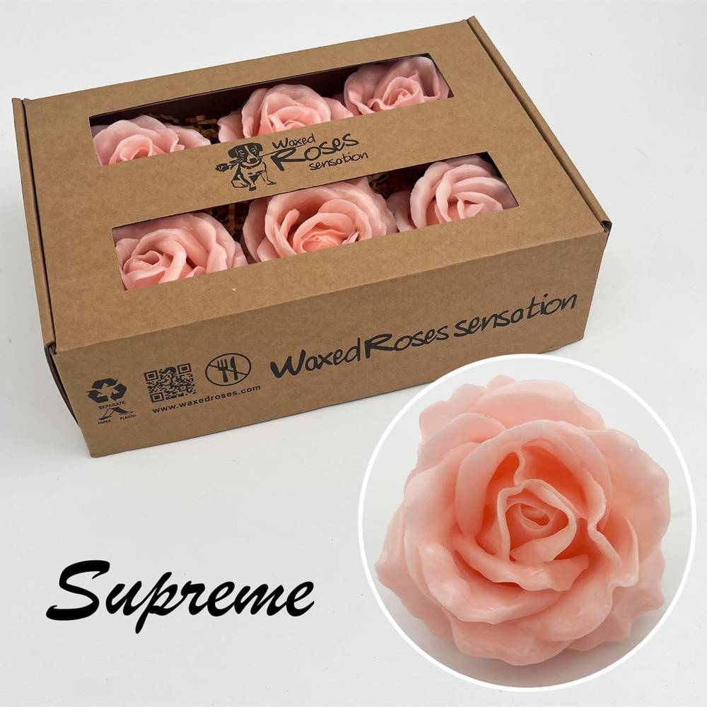 Seiden Wachs Rose lachs Super Gross