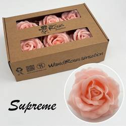 Seiden Wachs Rose lachs Super Gross