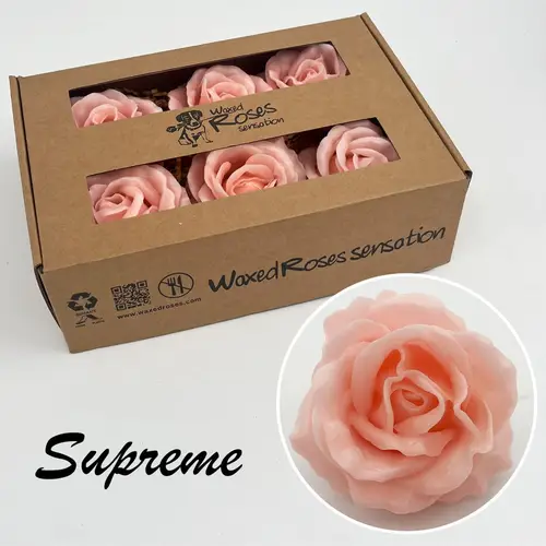 Seiden Wachs Rose lachs Super Gross