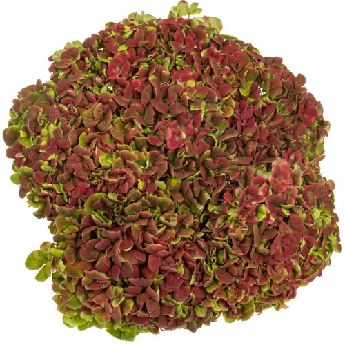 Hortensie rot/grün Coral classic Bol 20cm 80cm