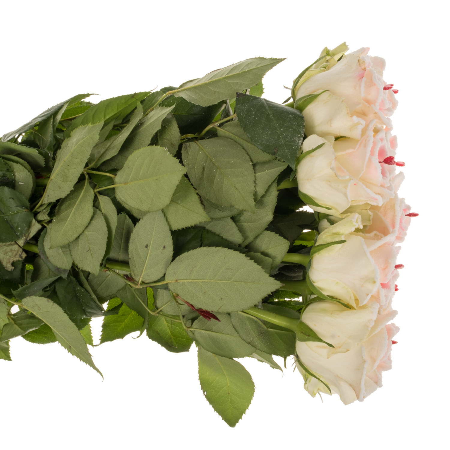 Rose creme/rosa Sugar Love Mont Royal 60cm