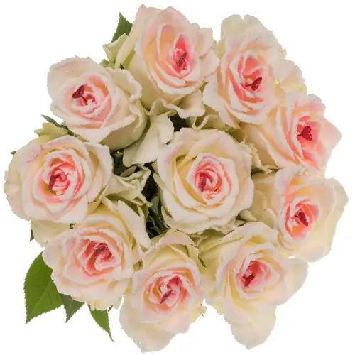 Rose creme/rosa Sugar Love Mont Royal 60cm