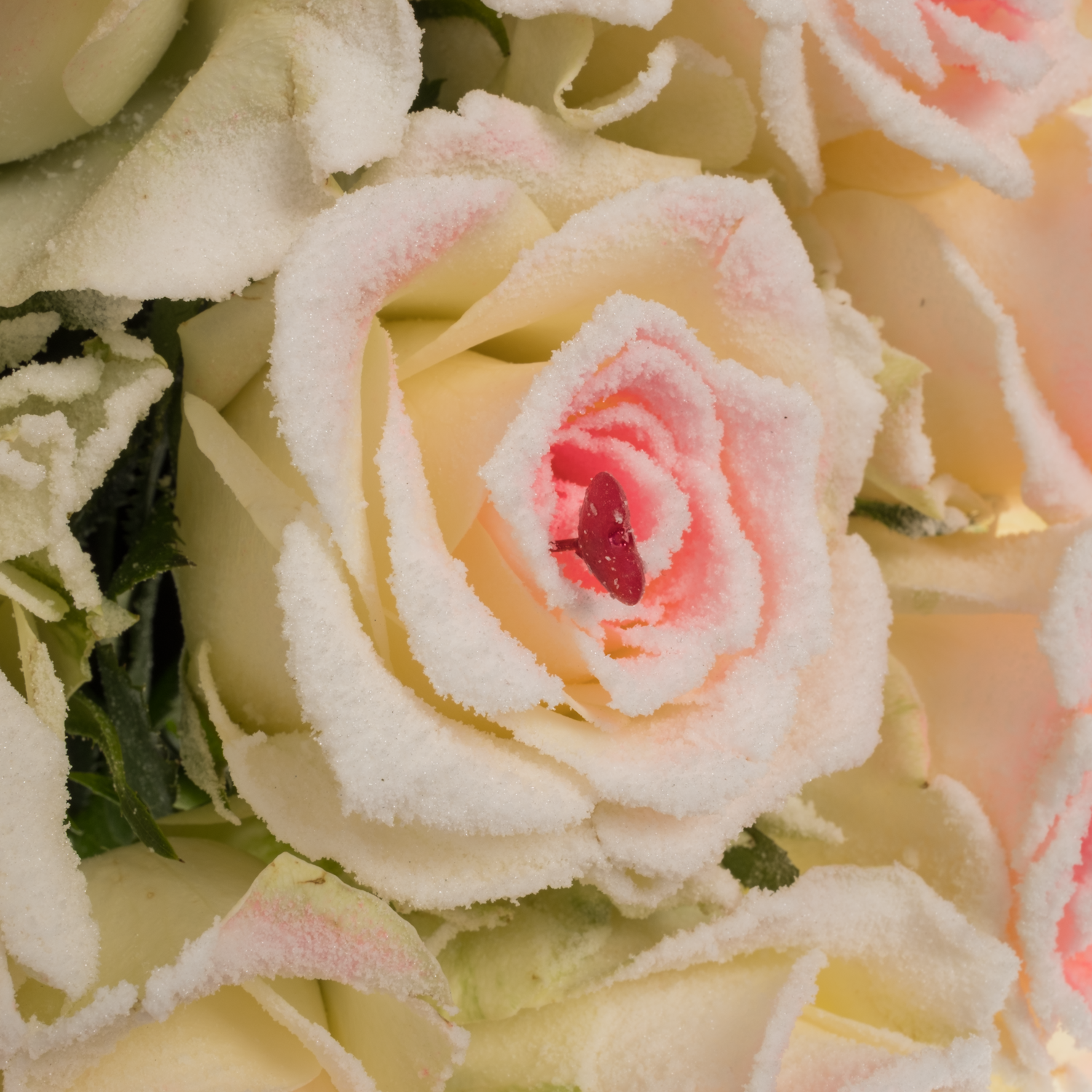 Rose creme/rosa Sugar Love Mont Royal 60cm