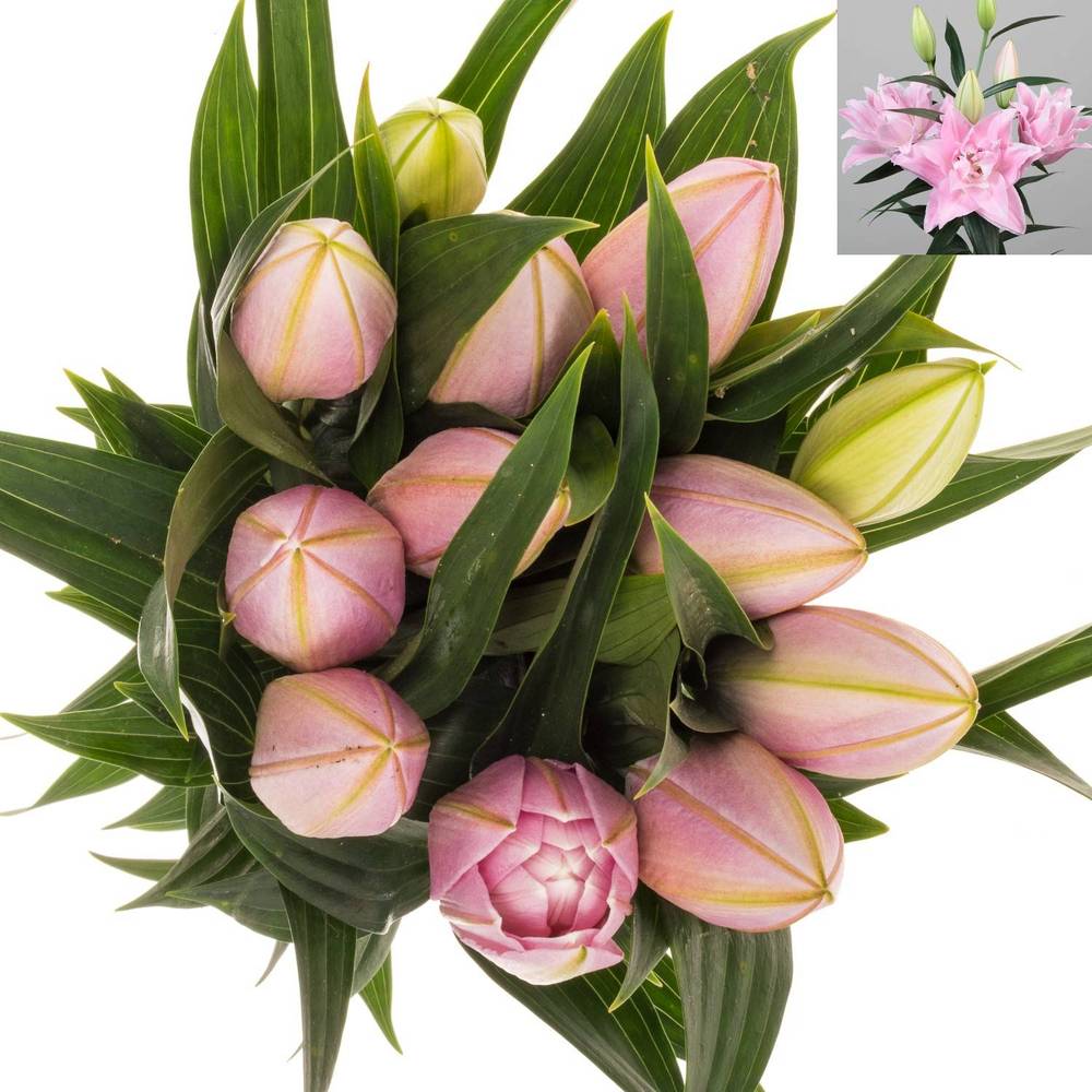 Lilie orientalisch rosa gefüllt Sarah Bern. 2+ Bl 80cm