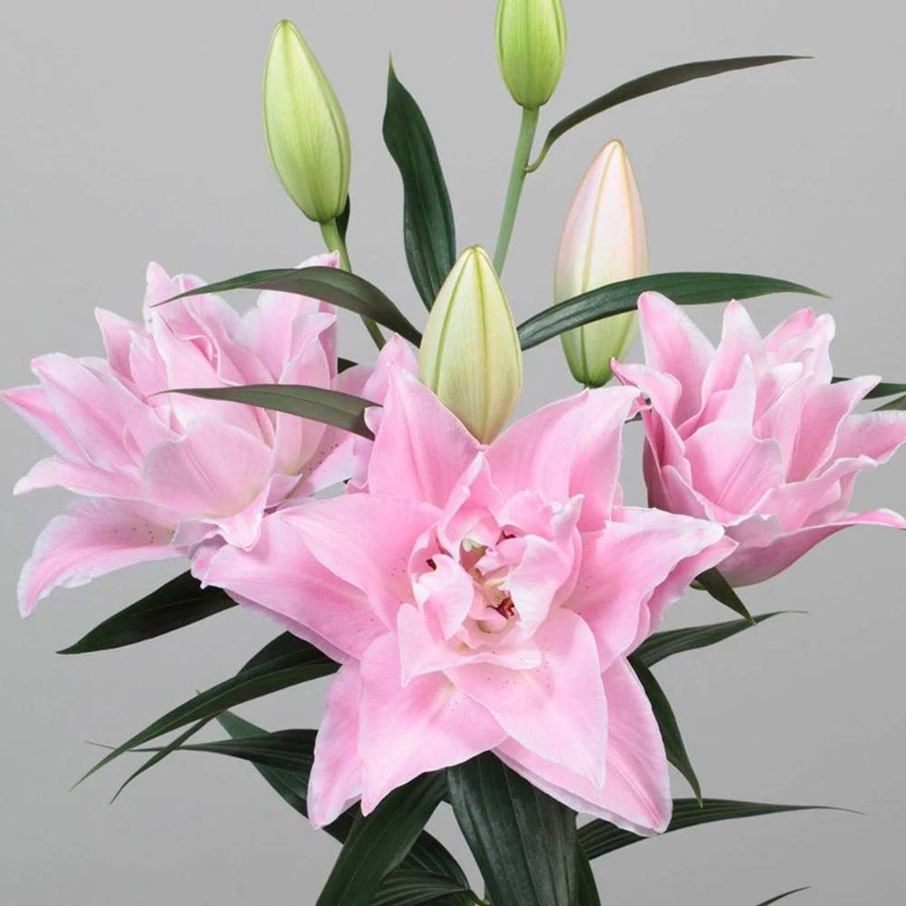 Lilie orientalisch rosa gefüllt Sarah Bern. 2+ Bl 80cm