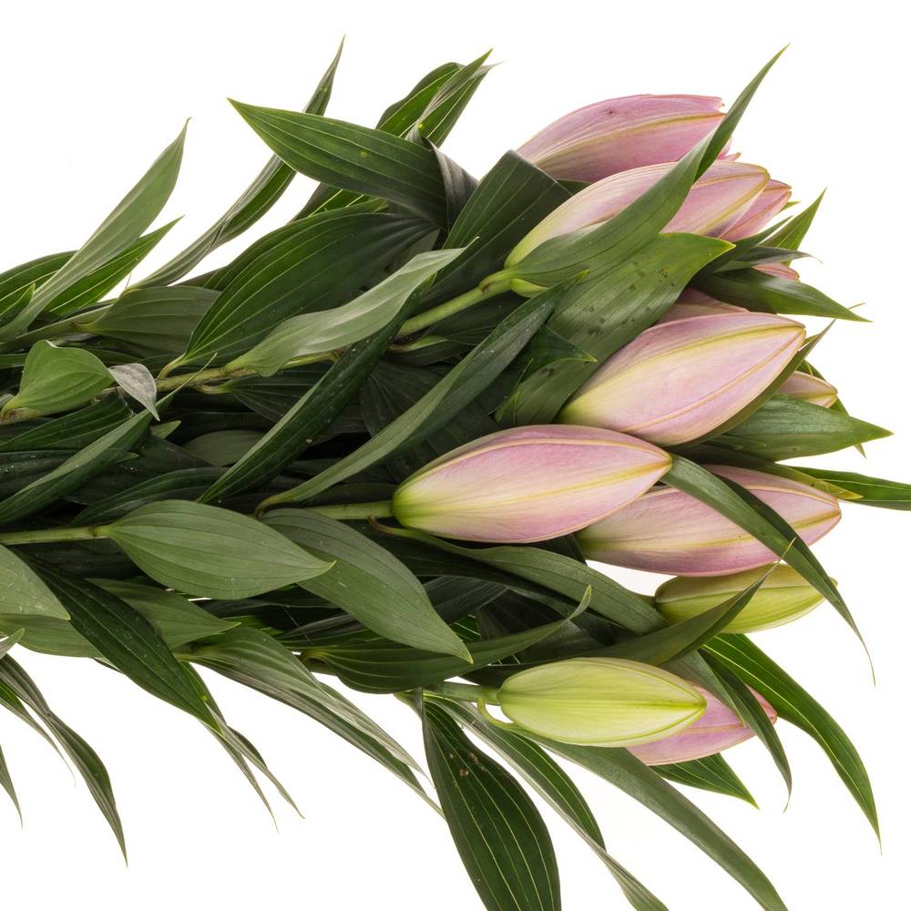 Lilie orientalisch rosa gefüllt Sarah Bern. 2+ Bl 80cm