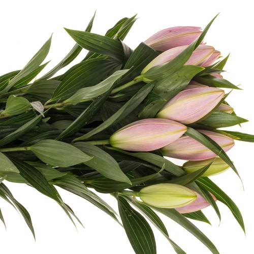 Lilie orientalisch rosa gefüllt Sarah Bern. 2+ Bl 80cm