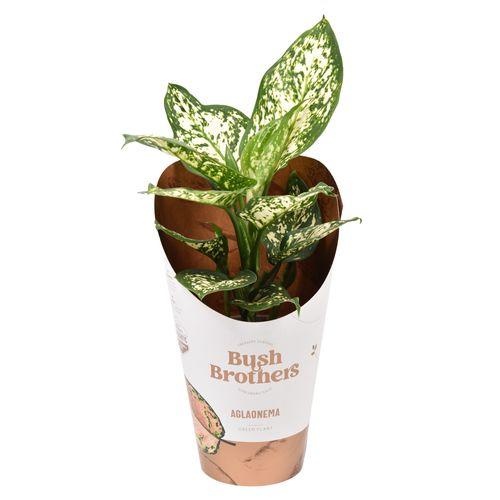 Aglaonema White Star T12 H35