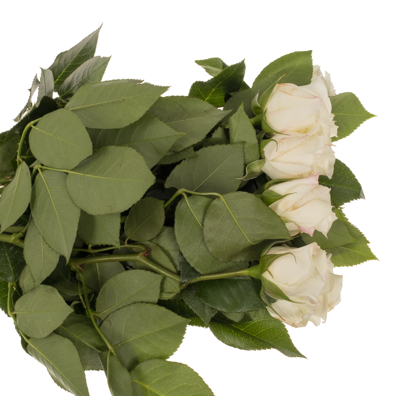 Rose weiss Alabaster duftend 50cm